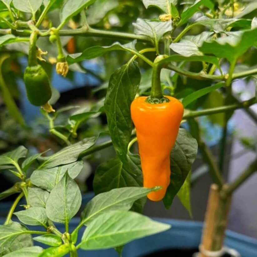 Hot Datil Pepper Seeds 
