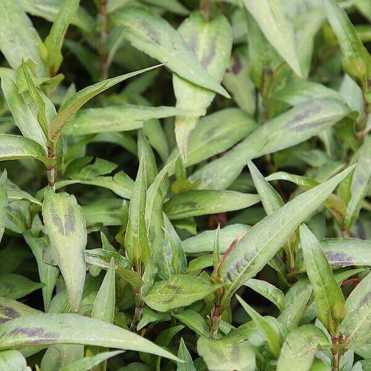 Hot Mint Seeds