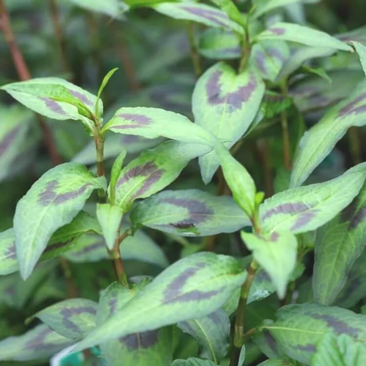 Hot Mint Seeds