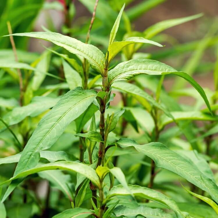 Hot Mint Seeds