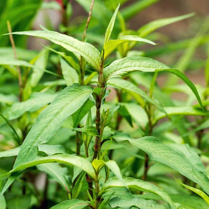 Hot Mint Seeds