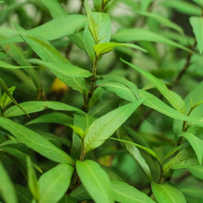 Hot Mint Seeds
