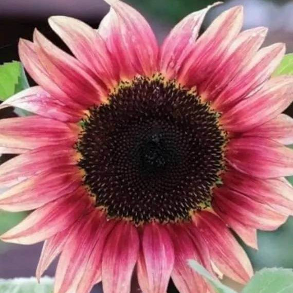 Hot Pink Sunflower Seeds