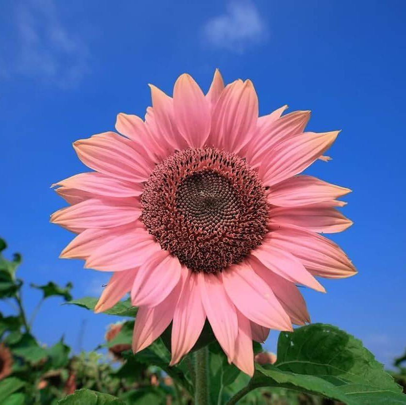 Hot Pink Sunflower Seeds