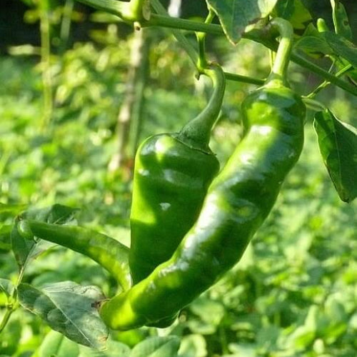 Hot Portugal Pepper Seeds - Vegetable Plant