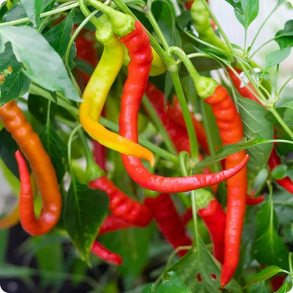 Hot Portugal Pepper Seeds - Vegetable Plant