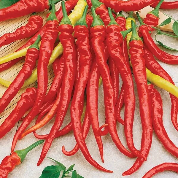 Hot Portugal Pepper Seeds - Vegetable Plant
