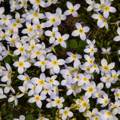 Houstonia Bluets Seeds 