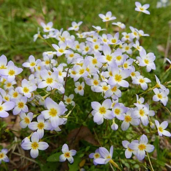 Houstonia Bluets Seeds 