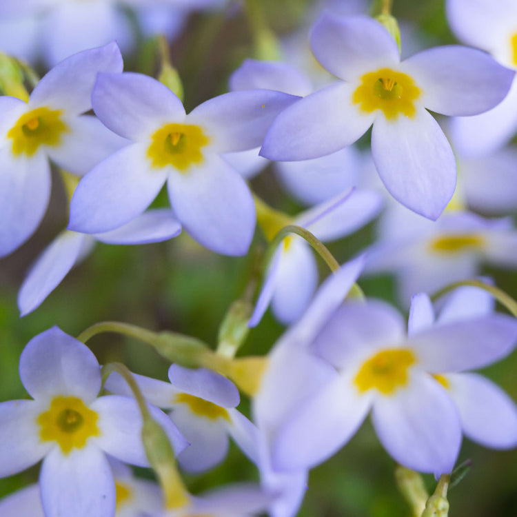 Houstonia Bluets Seeds 