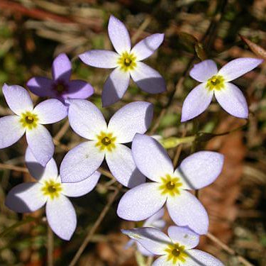 Houstonia Bluets Seeds 