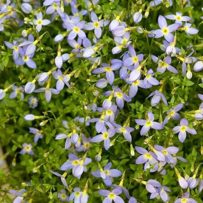 Houstonia caerulea seeds