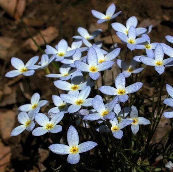 Houstonia caerulea seeds