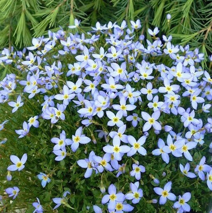 Houstonia caerulea seeds