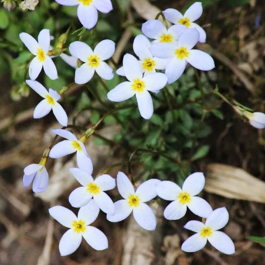 Houstonia caerulea seeds for Planting
