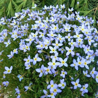 Houstonia caerulea seeds for Planting
