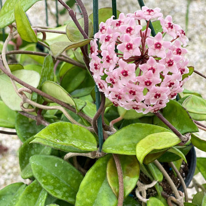 Hoya Carnosa Seeds - Heirloom Flower Plant for Home Gardens