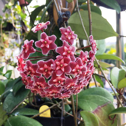 Hoya Carnosa Seeds - Heirloom Flower Plant for Home Gardens