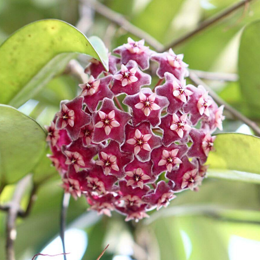 Hoya Carnosa Seeds - Heirloom Flower Plant for Home Gardens
