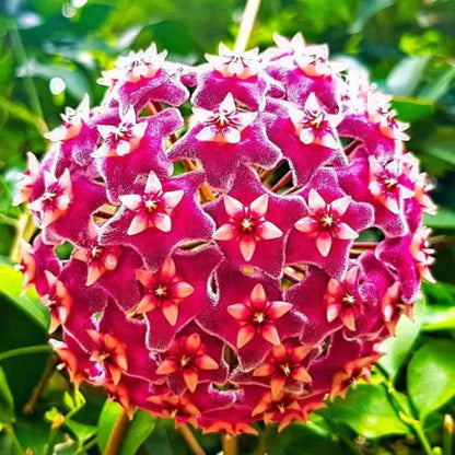 Hoya Seeds - Flower Plant for Home Gardens