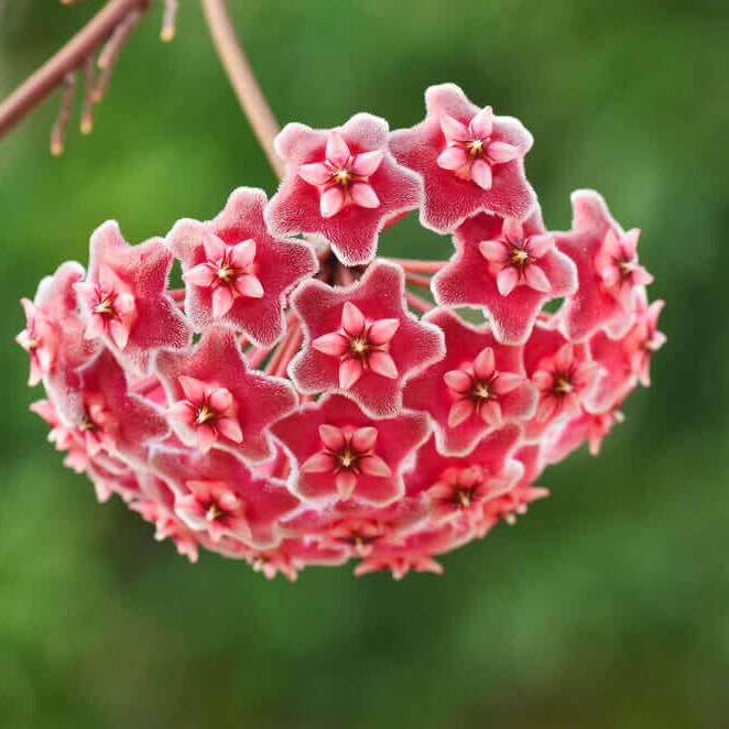 Hoya Seeds - Flower Plant for Home Gardens