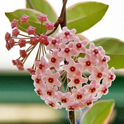 Hoya Seeds - Flower Plant for Home Gardens