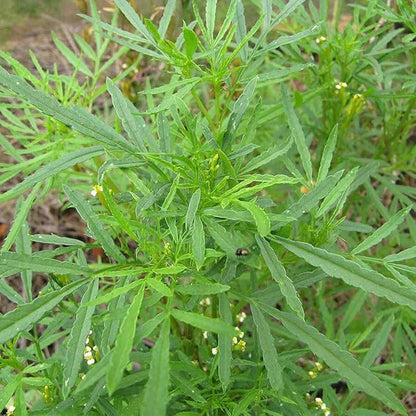 Huacatay Seeds