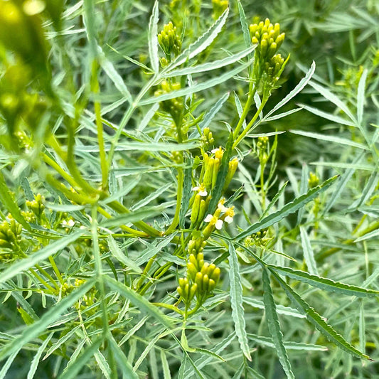 Huacatay Seeds