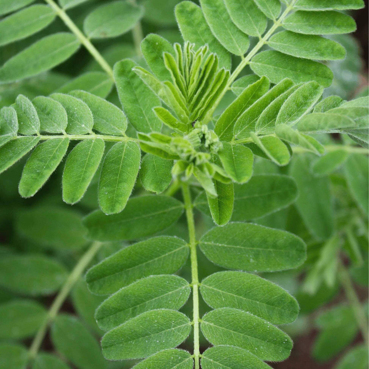 Huang Qi Seeds - Heirloom Herbal Plant for Home Gardens