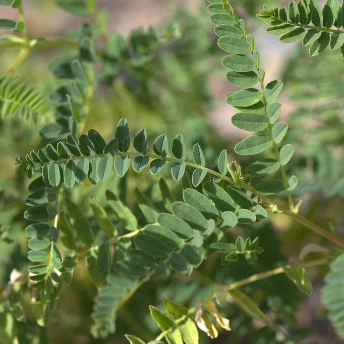 Huang Qi Seeds - Heirloom Herbal Plant for Home Gardens