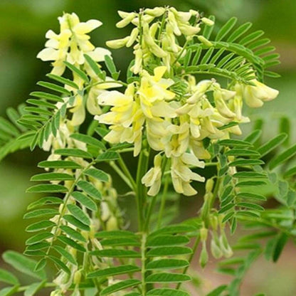 Huang Qi Seeds - Heirloom Herbal Plant for Home Gardens