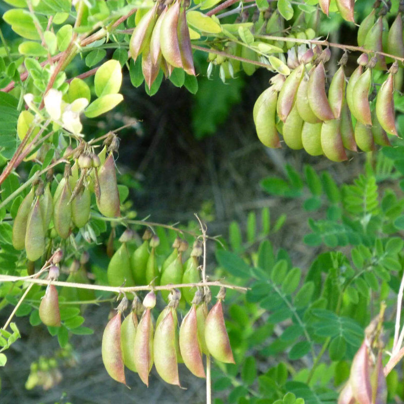 Huang Qi Seeds - Heirloom Herbal Plant for Home Gardens