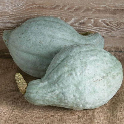 Hubbard squash seeds - Vegetable Plant