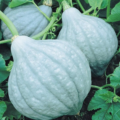 Hubbard squash seeds - Vegetable Plant