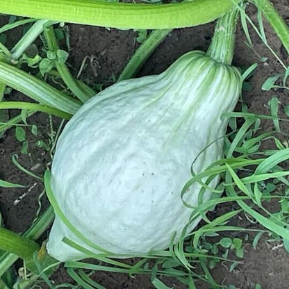 Hubbard squash seeds - Vegetable Plant