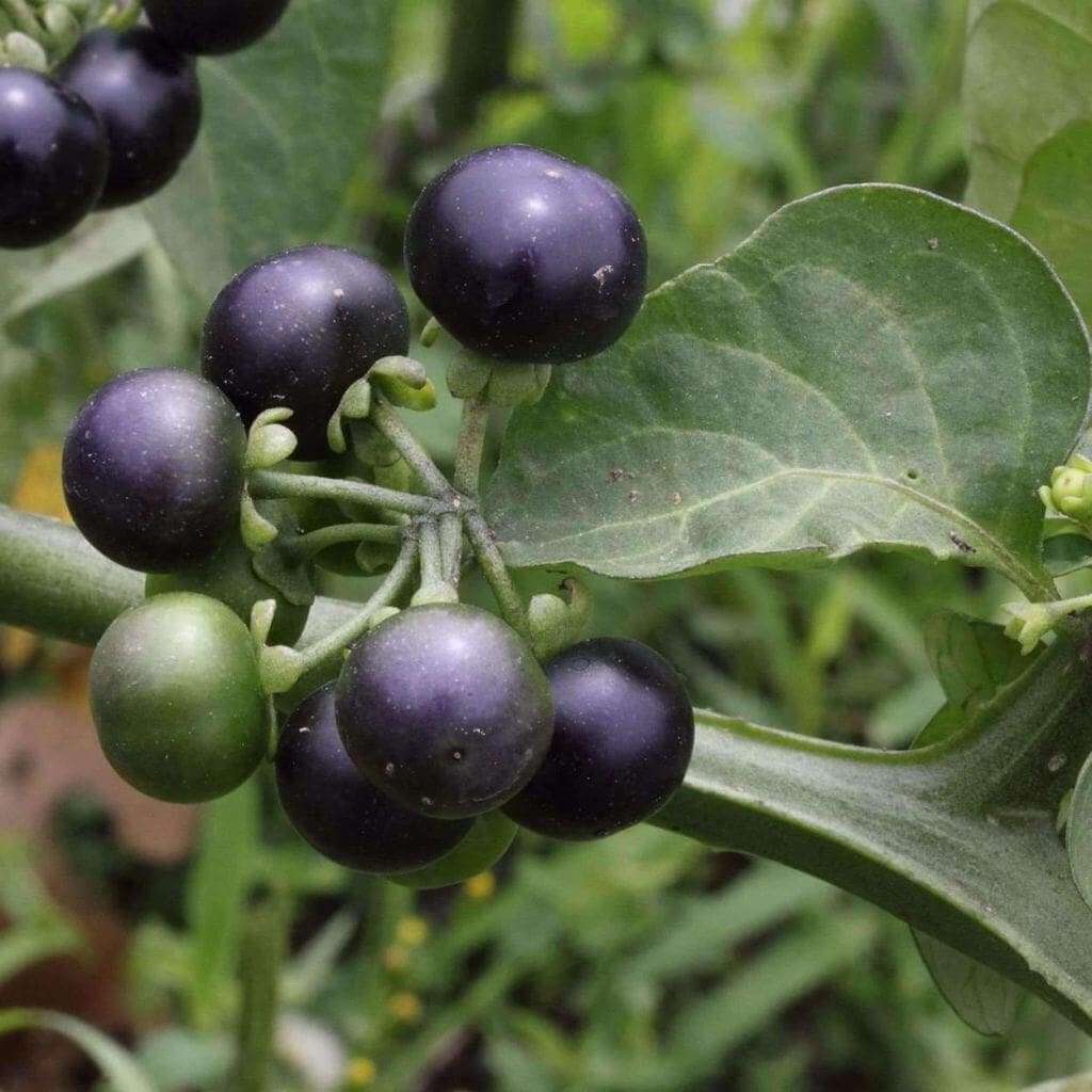 Huckleberry seeds - Fruit Plant for Home Gardens