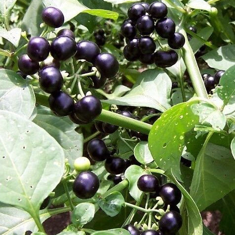 Huckleberry seeds - Fruit Plant for Home Gardens