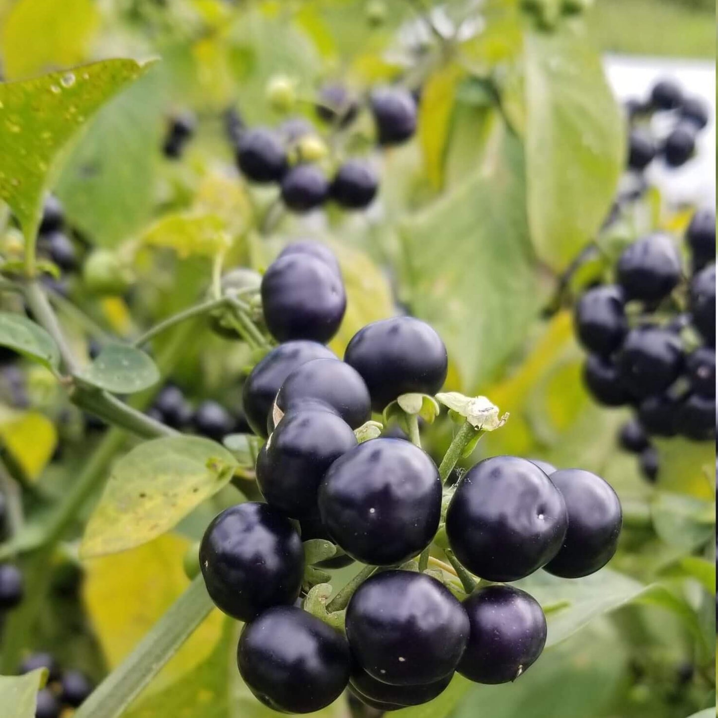 Huckleberry seeds - Fruit Plant for Home Gardens