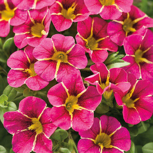 Hula Series Seeds