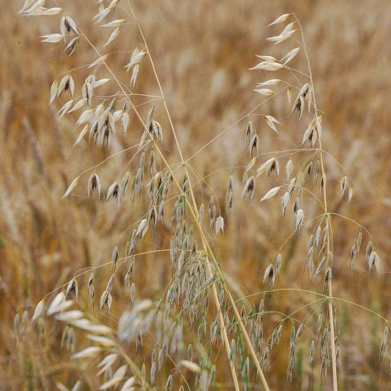 Hulless Oat Seeds - Grain Plant Seeds for Home Gardens