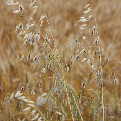 Hulless Oat Seeds - Grain Plant Seeds for Home Gardens
