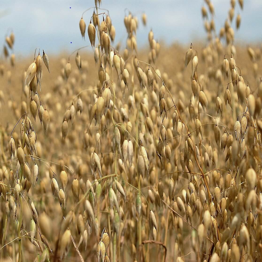 Hulless Oat Seeds - Grain Plant Seeds for Home Gardens