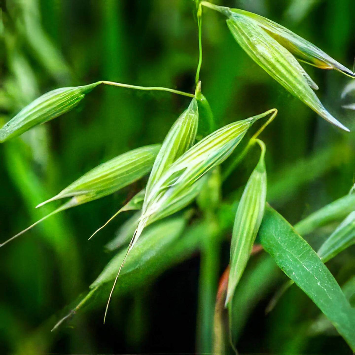 Hulless Oat Seeds - Grain Plant Seeds for Home Gardens