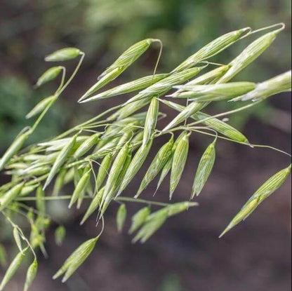 Hulless Oat Seeds - Grain Plant Seeds for Home Gardens
