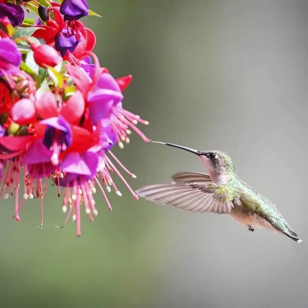 Hummingbird Friendly Fuchsia Seeds