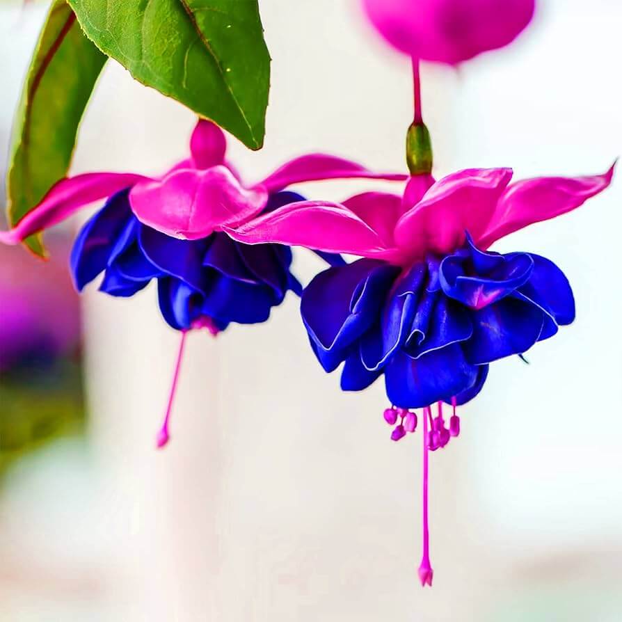Hummingbird Friendly Fuchsia Seeds