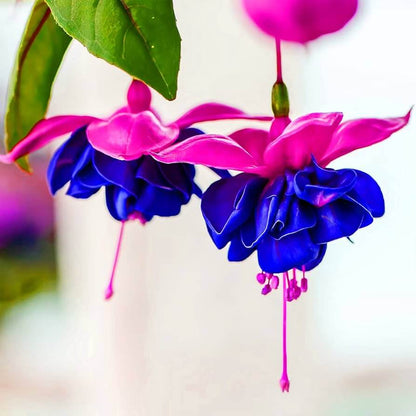 Hummingbird Friendly Fuchsia Seeds