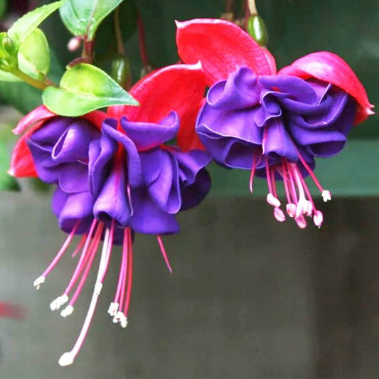 Hummingbird Friendly Fuchsia Seeds
