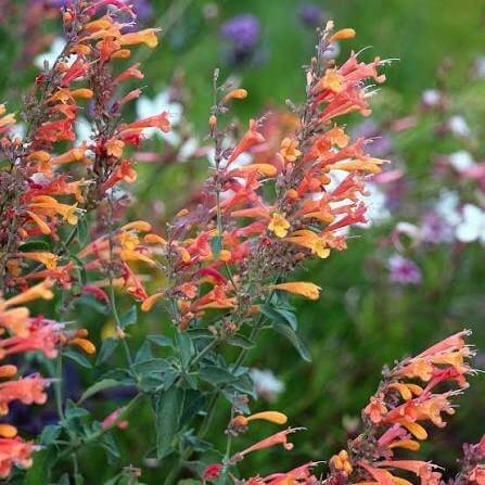 Hummingbird Mint Agastache Seeds