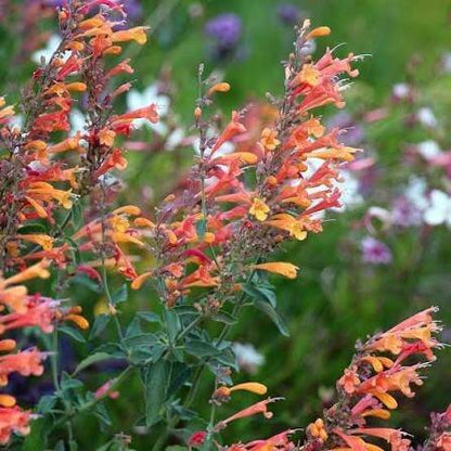Hummingbird Mint Agastache Seeds